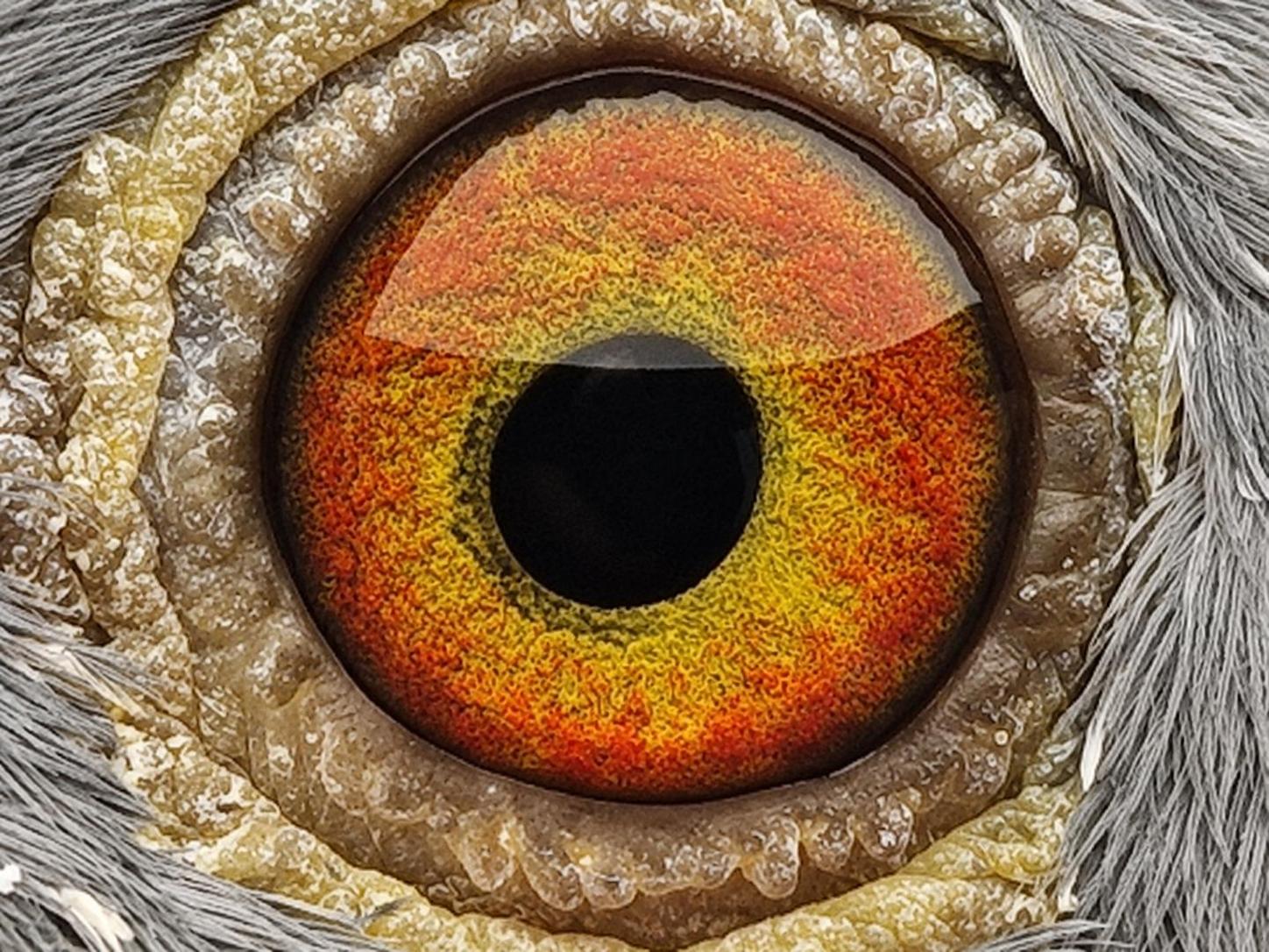 Pigeon eye